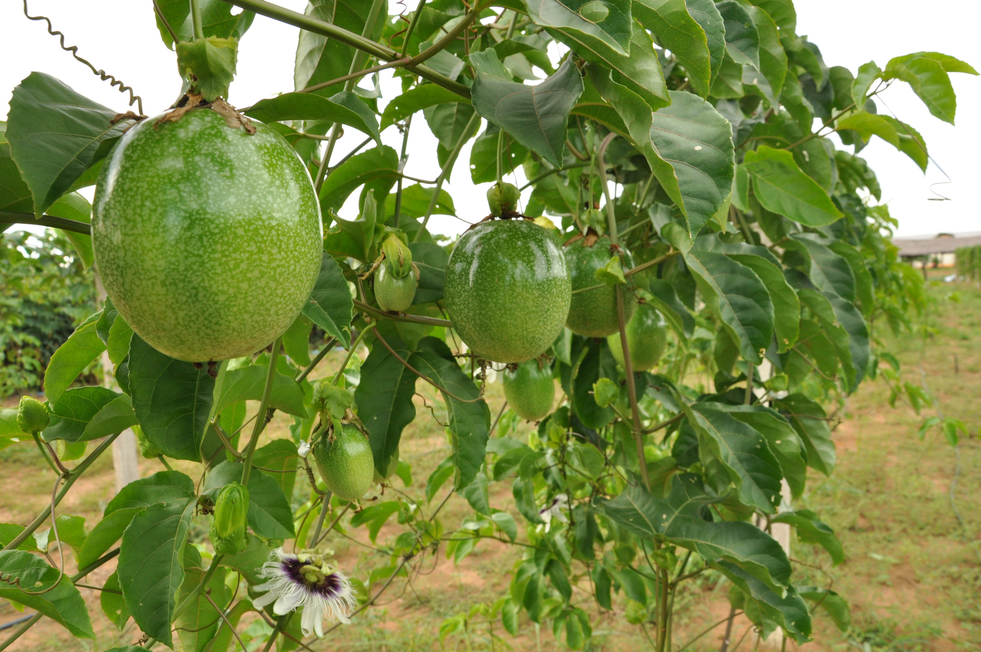 como cultivar maracujá passo a passo