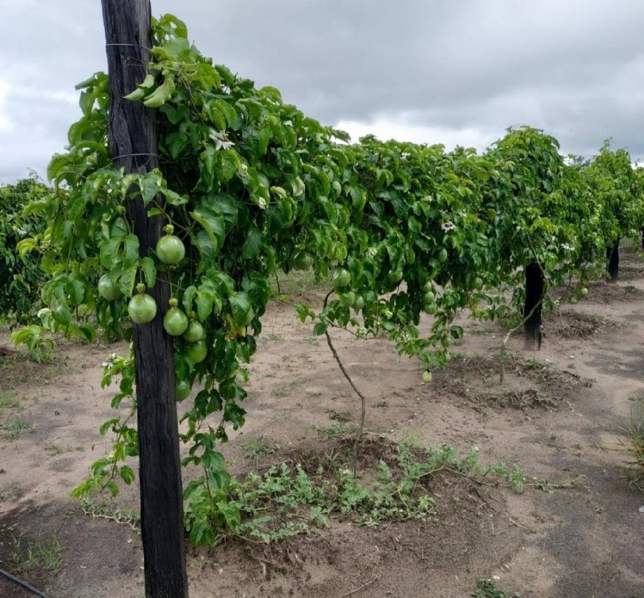 cultivo de maracujá