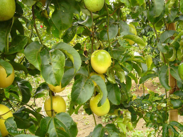 como cultivar maracujá passo a passo