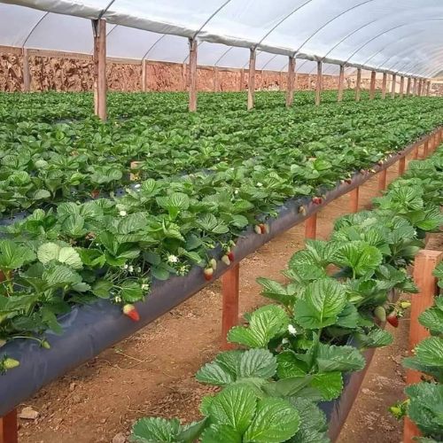 cuidados com mudas de morango