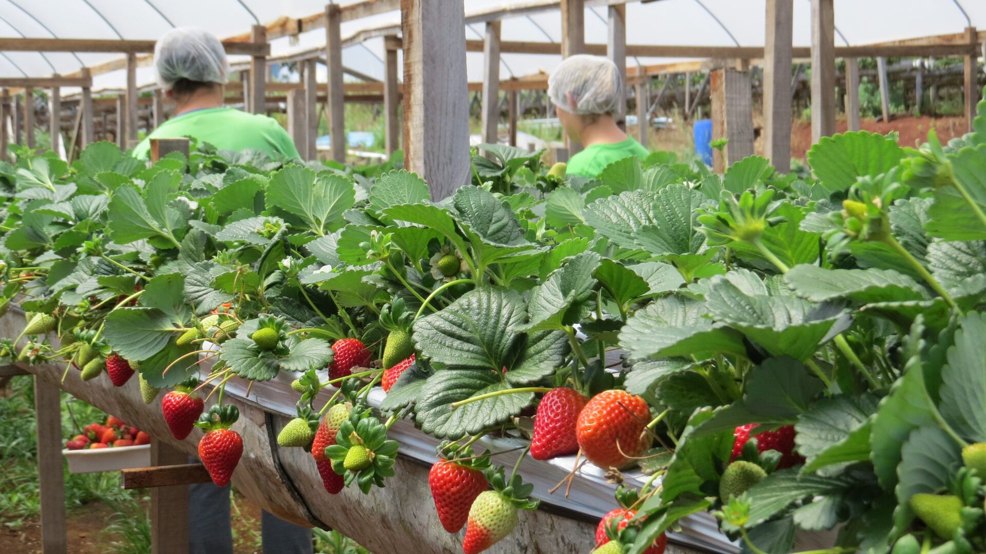 tratamento para pragas de morango