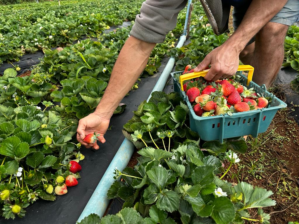 plantar morangos em vasos