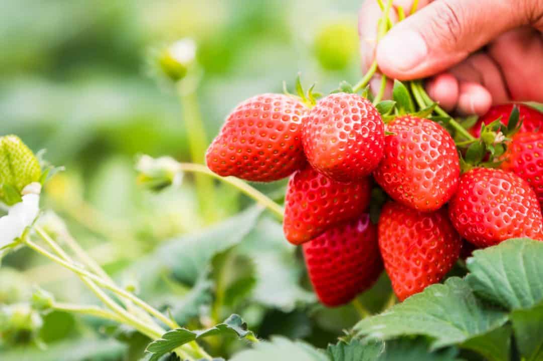 época de plantar morango no brasil