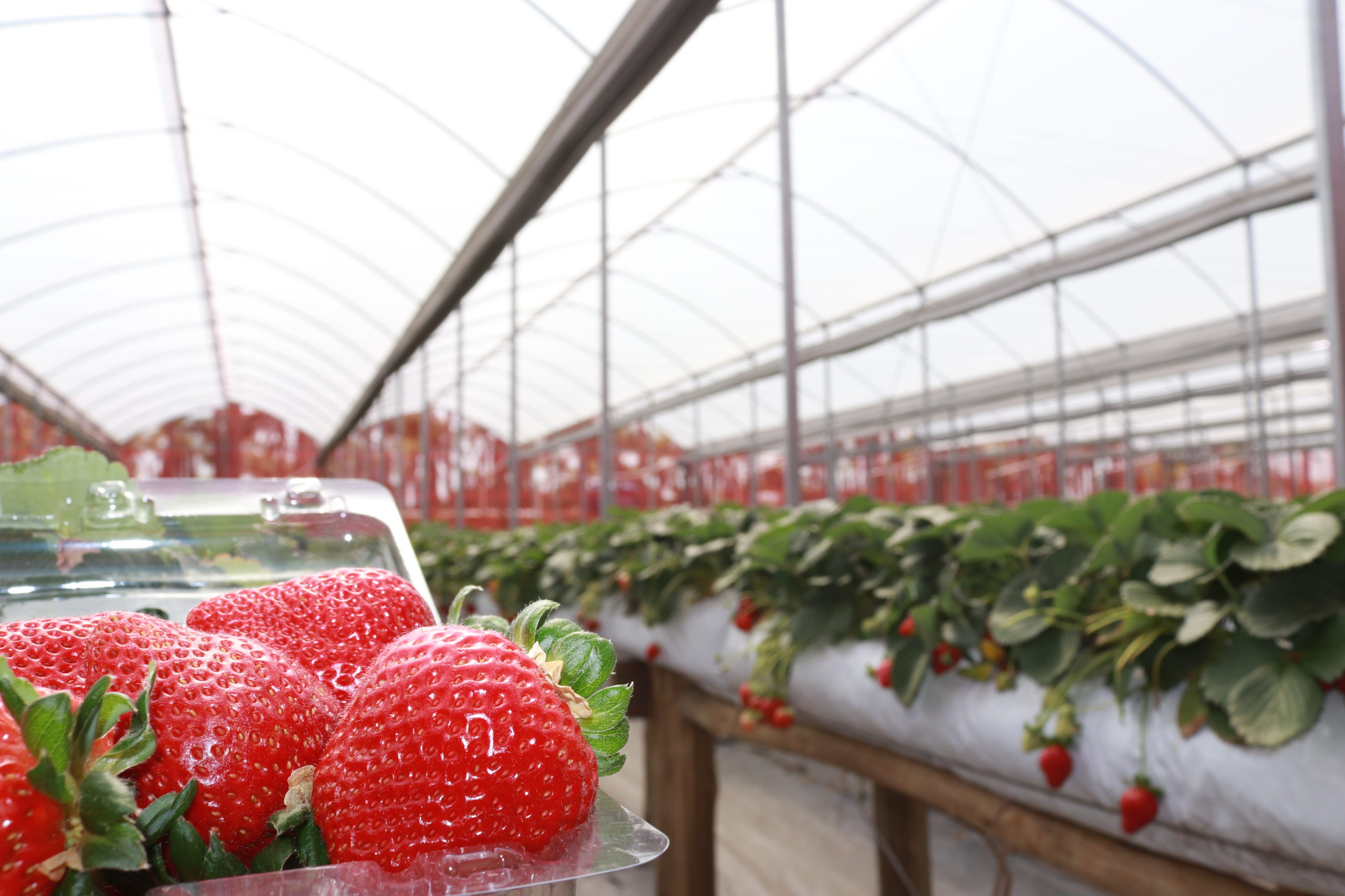 cuidados com mudas de morango