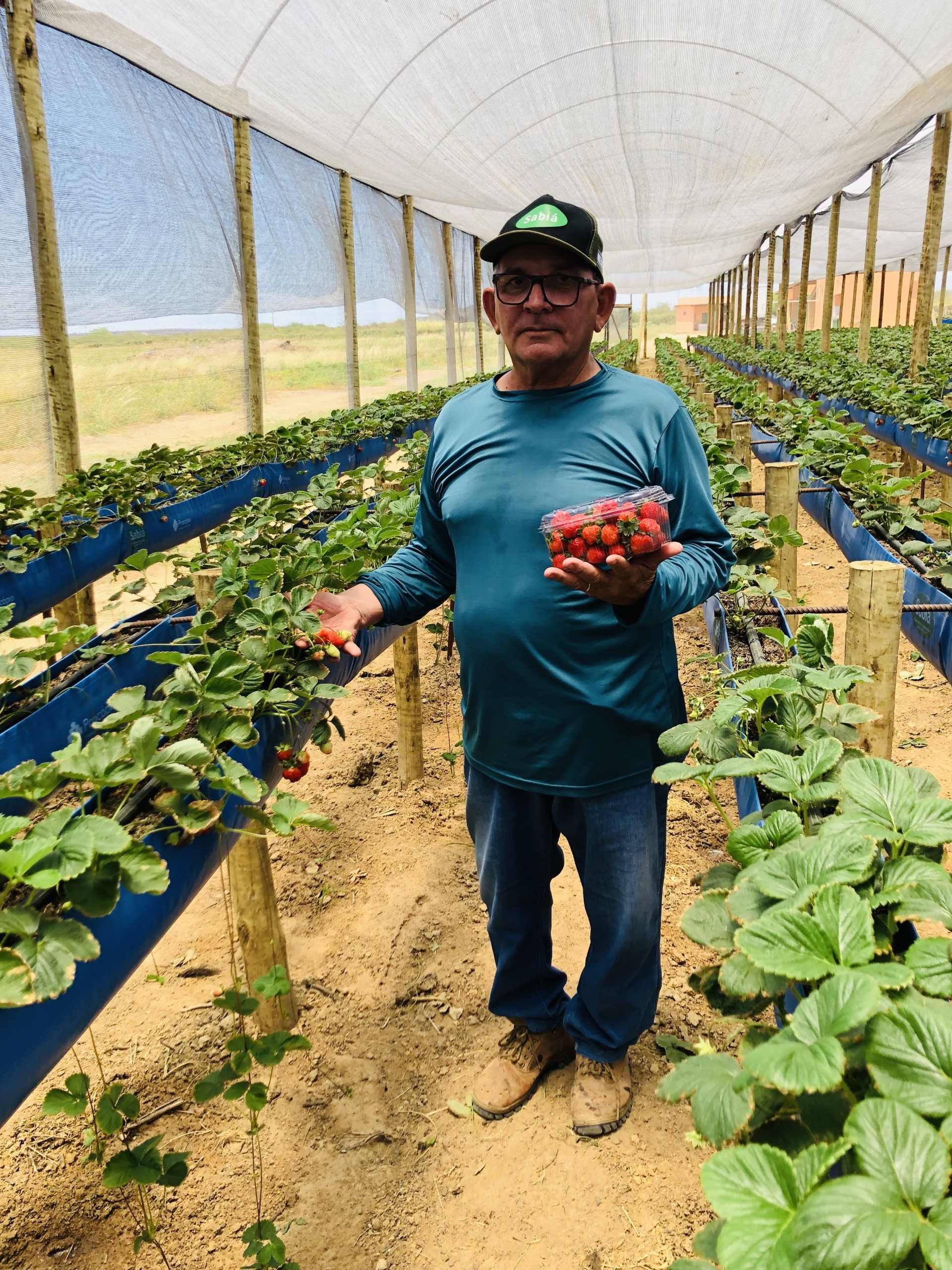 como cultivar morangos em casa