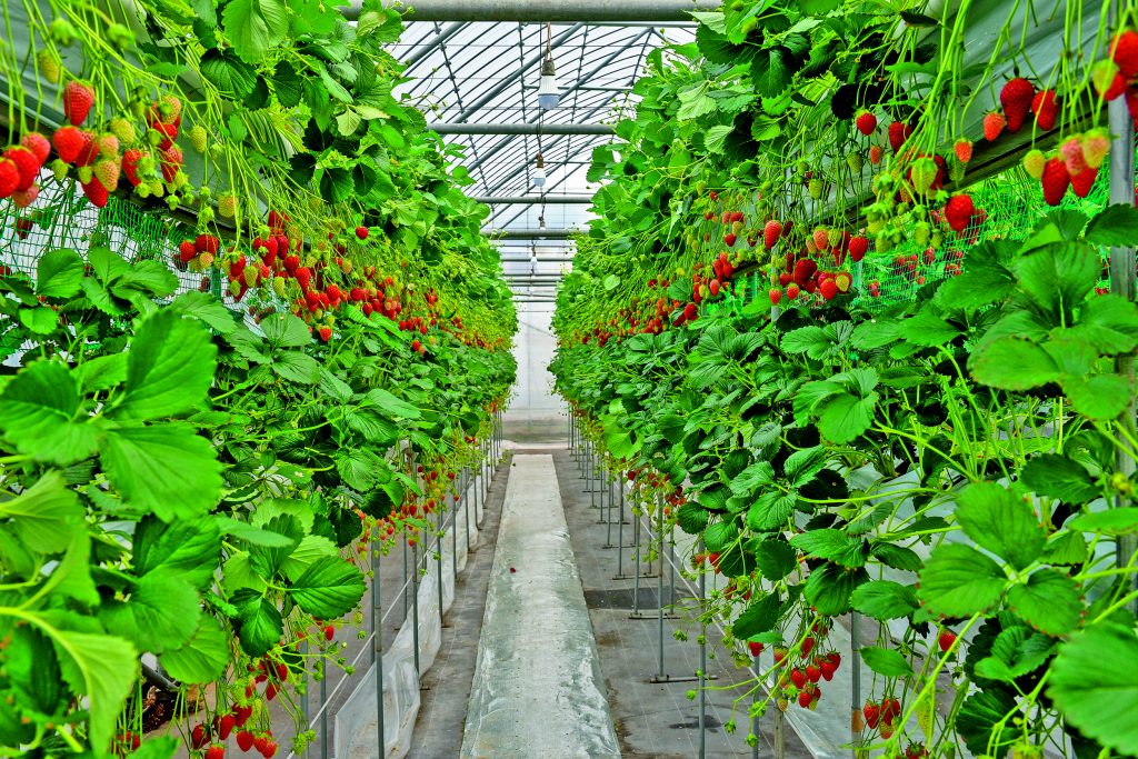 plantar morangos em vasos