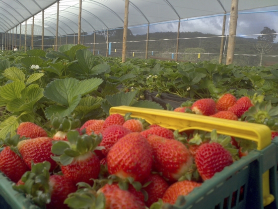 época de plantar morango no brasil
