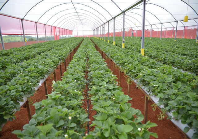 época de plantar morango no brasil