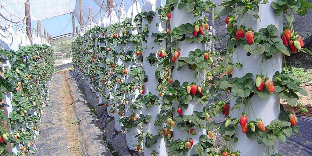 cuidados com mudas de morango