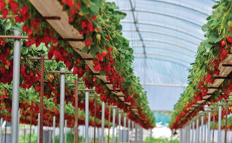 tratamento para pragas de morango