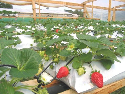 plantar morangos em vasos