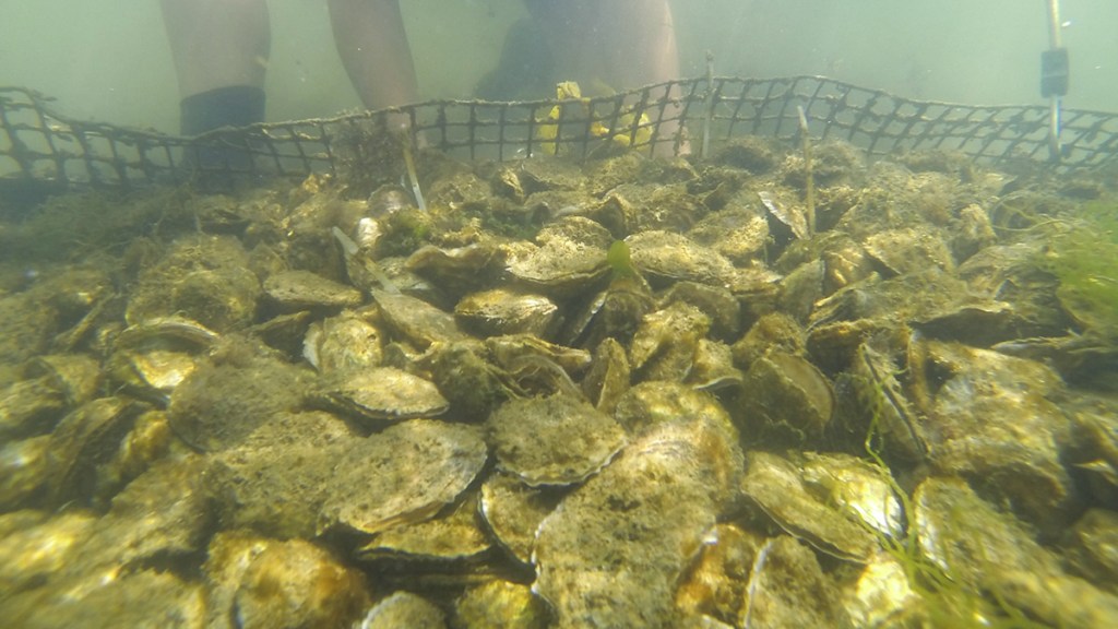 cultivo de ostras