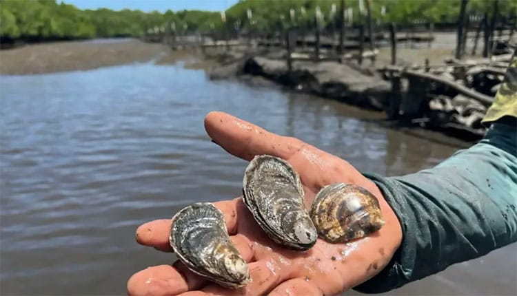 produção de ostras em SC