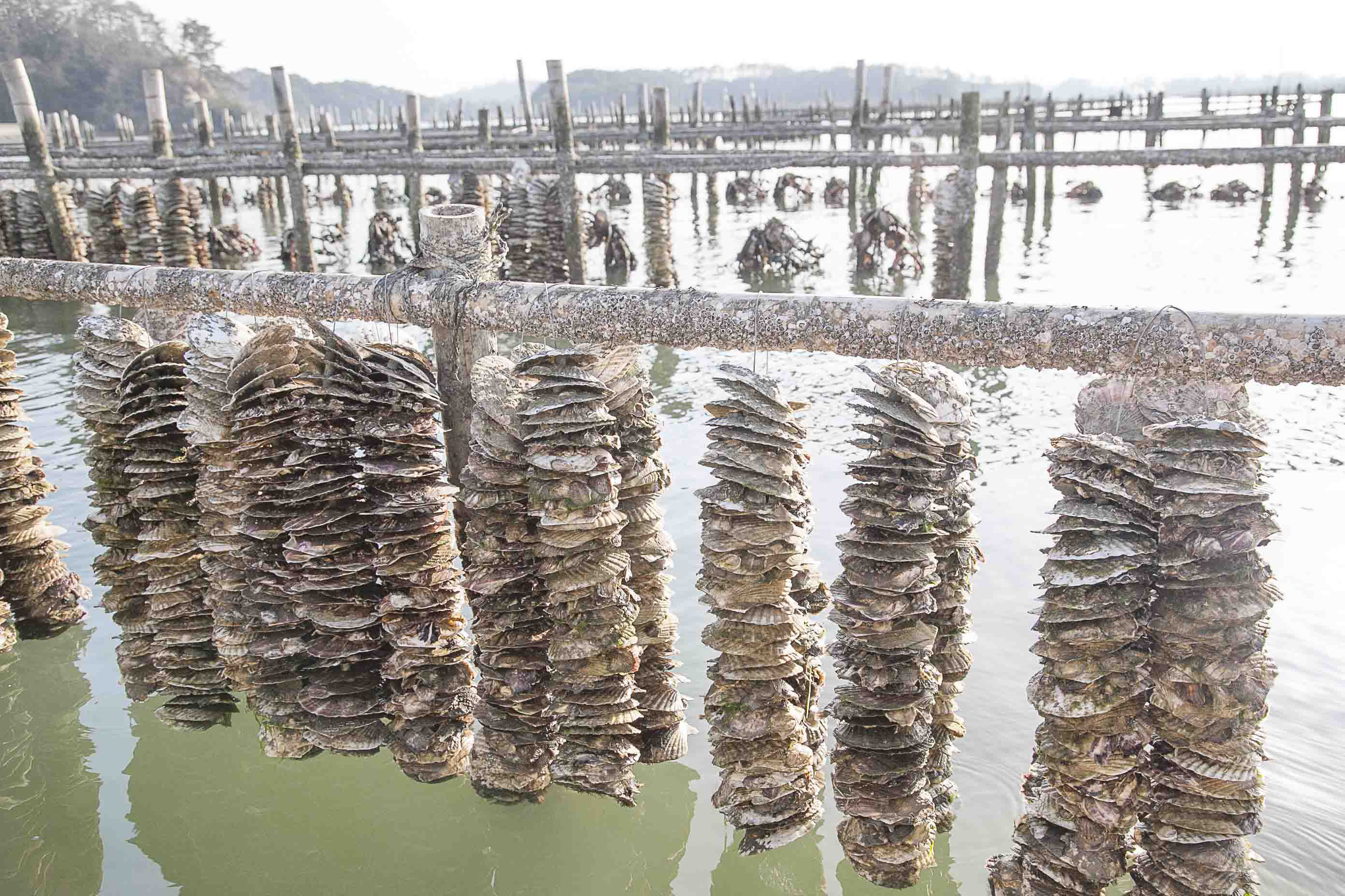 como cultivar ostras