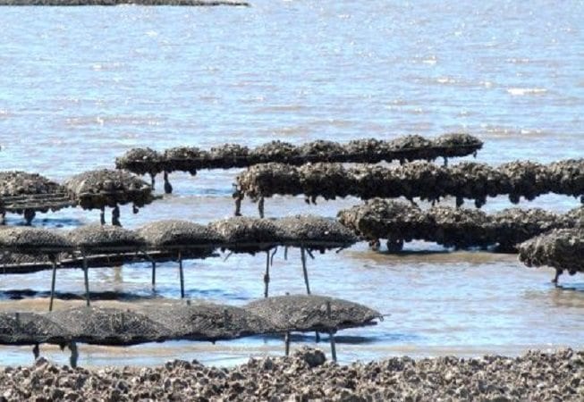 cultivo de ostras