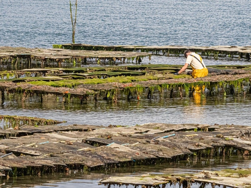 ostreicultura no Brasil