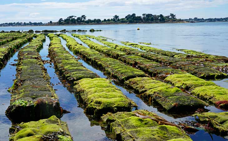 como cultivar ostras