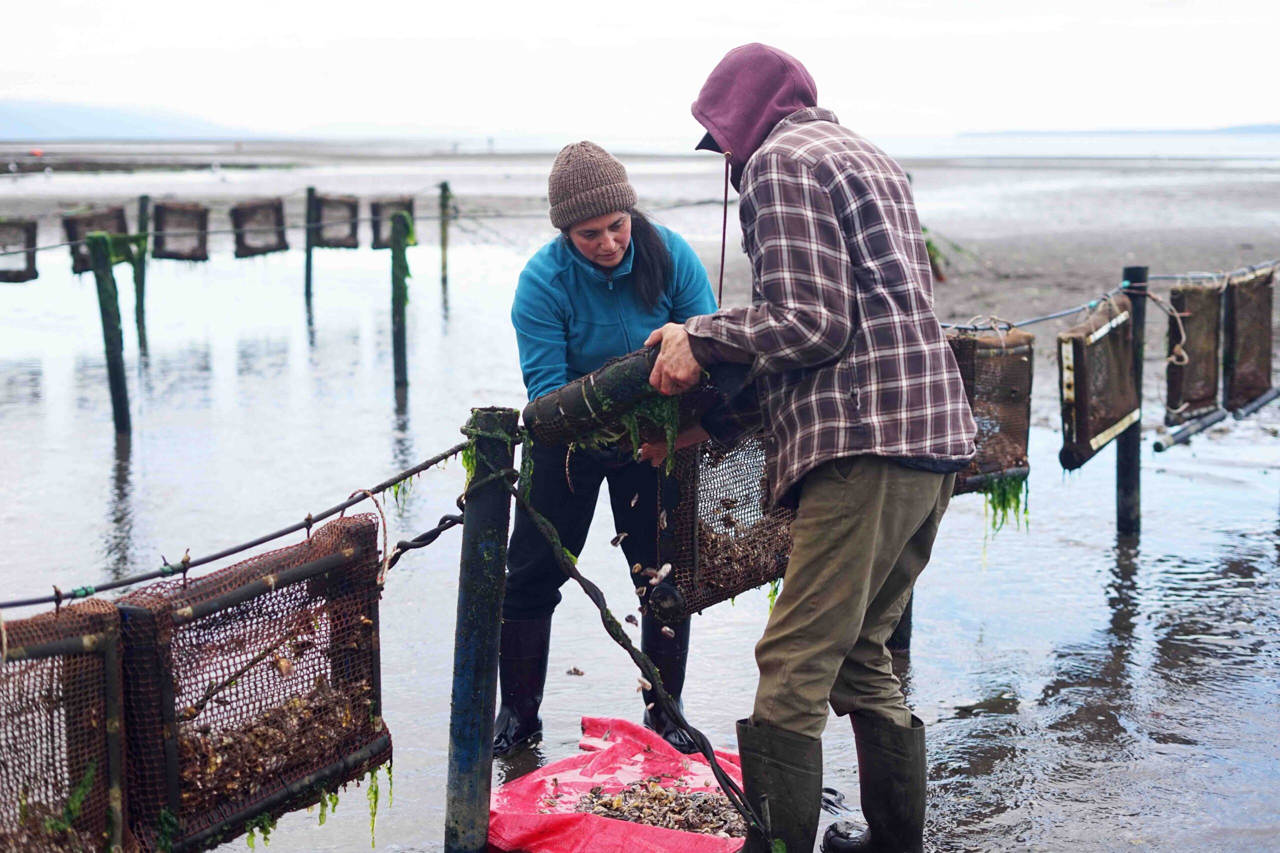 ostreicultura no Brasil