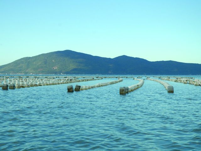 produção de ostras em SC