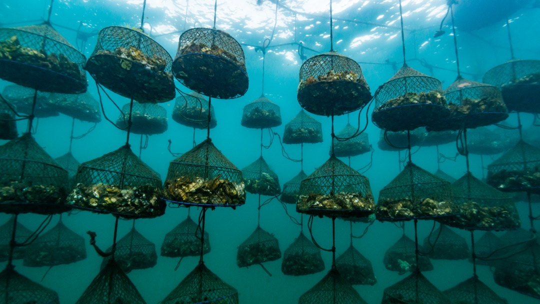 produção de ostras em SC