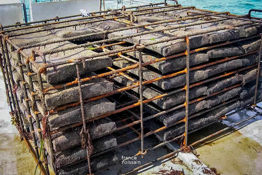 ciclo de vida da ostra