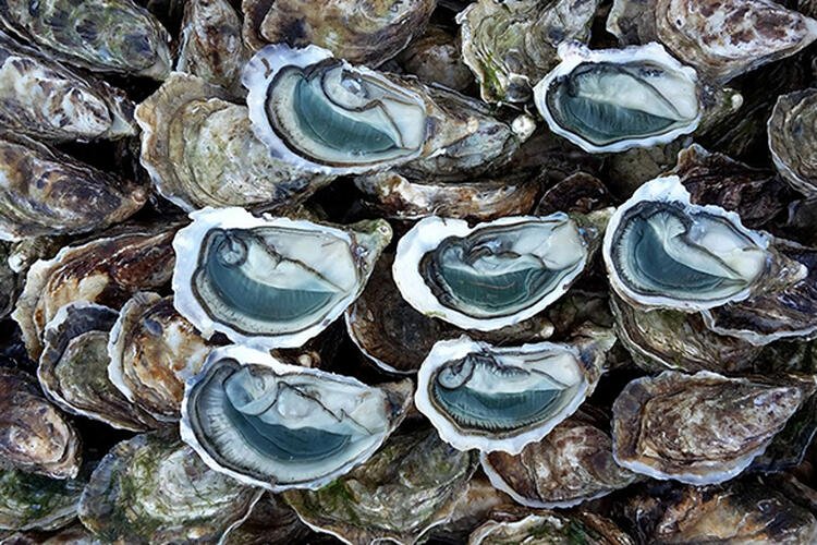 ostras nativas vs. ostras do pacífico