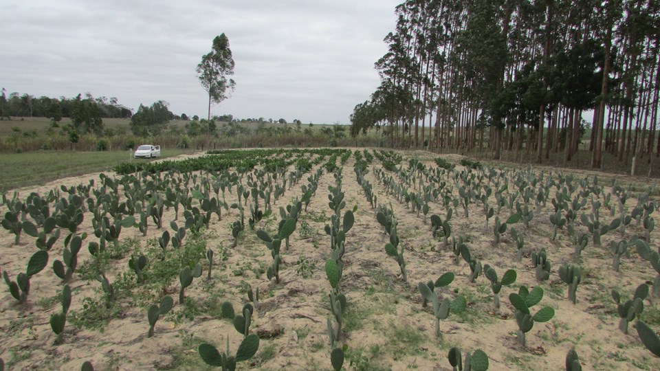 cultivo de palma forrageira