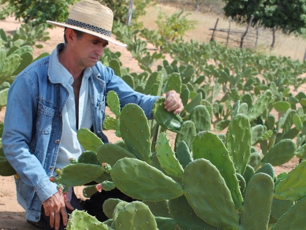 variedades de palma resistente