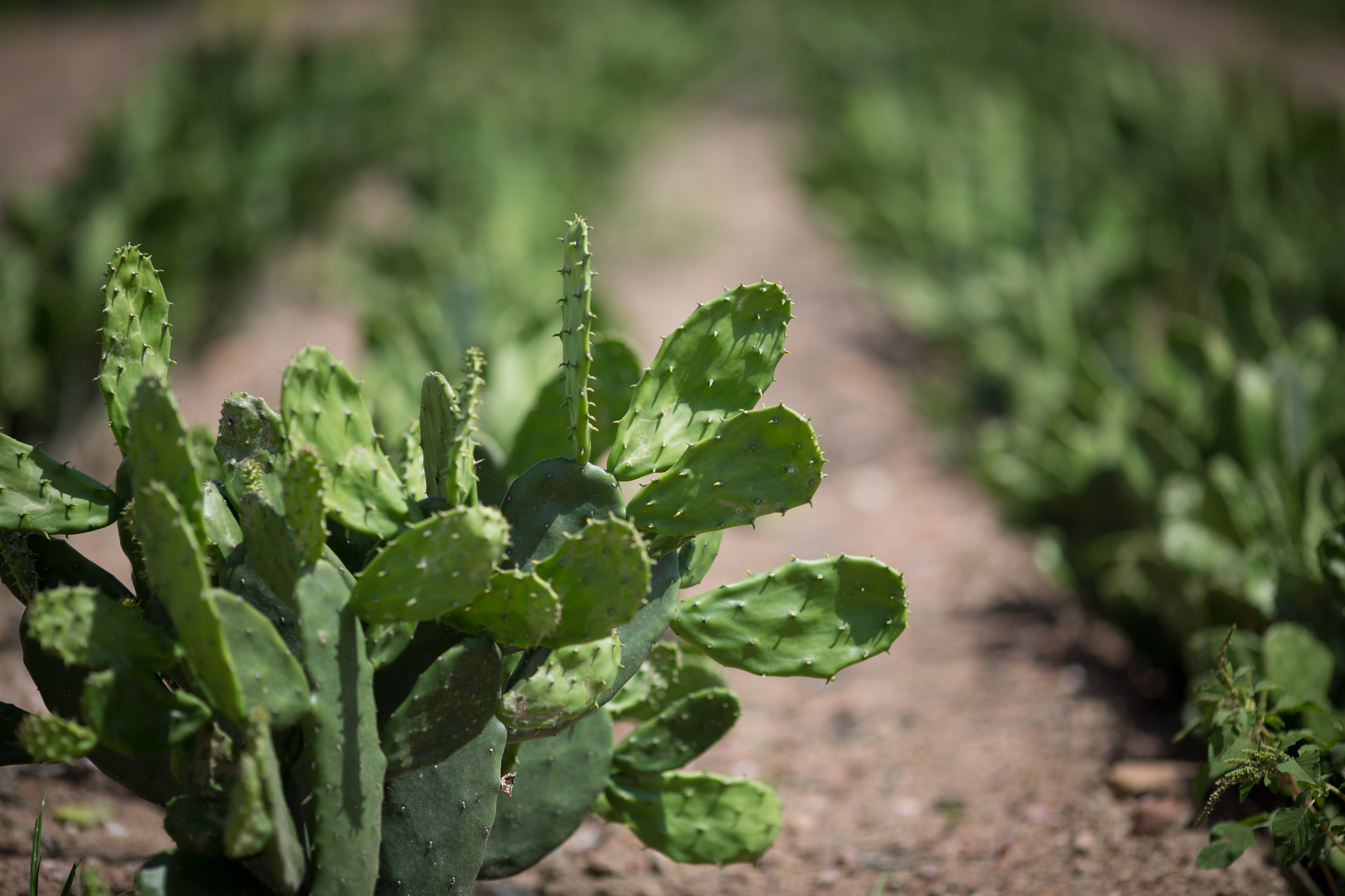 cultivo de palma forrageira