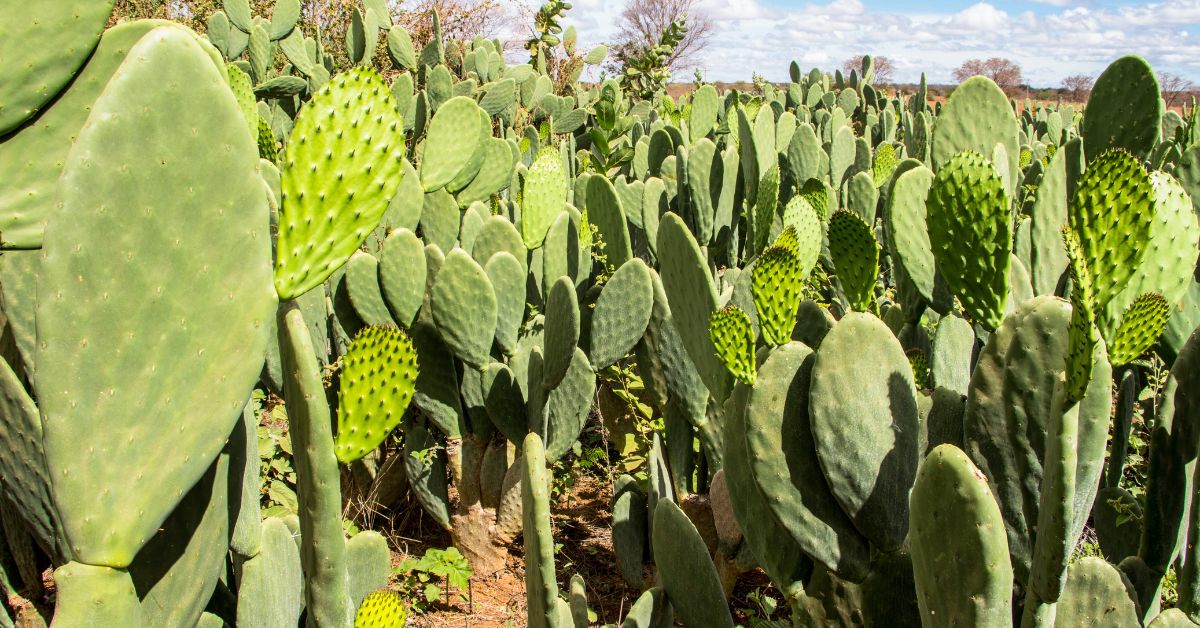 como plantar palma forrageira