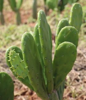 cultivo de palma no semiárido