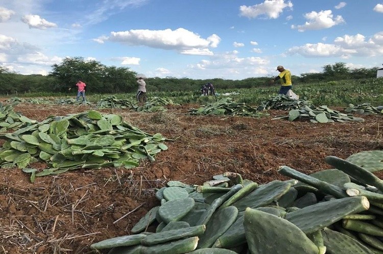 controle de pragas na palma forrageira
