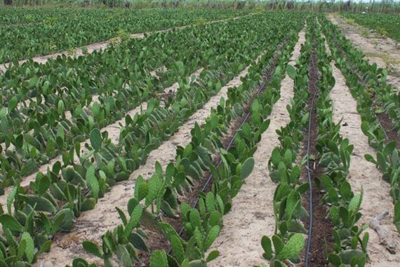 manejo da palma forrageira