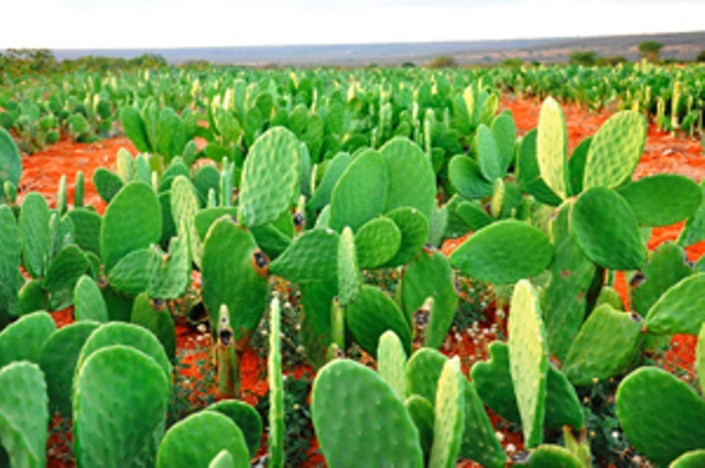 manejo da palma forrageira