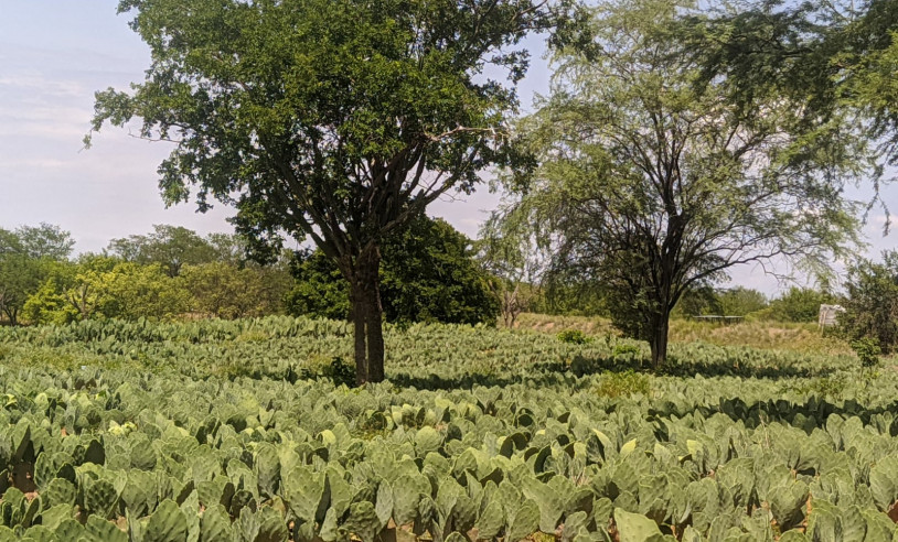 cultivo de palma no semiárido