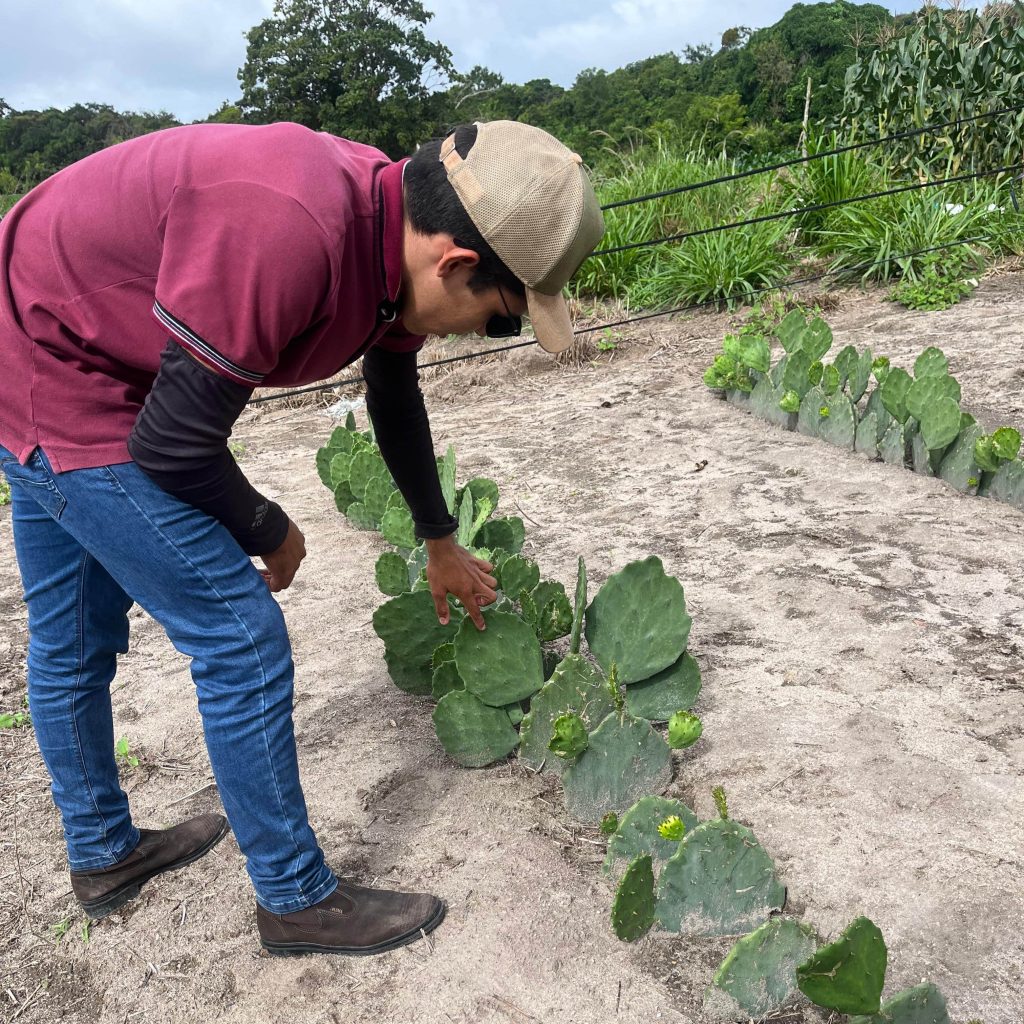cultivo de palma forrageira