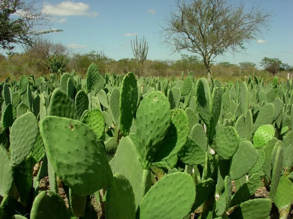 cultivo de palma no semiárido