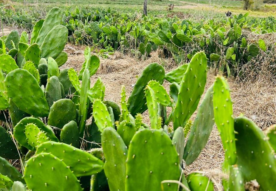 controle de pragas na palma forrageira
