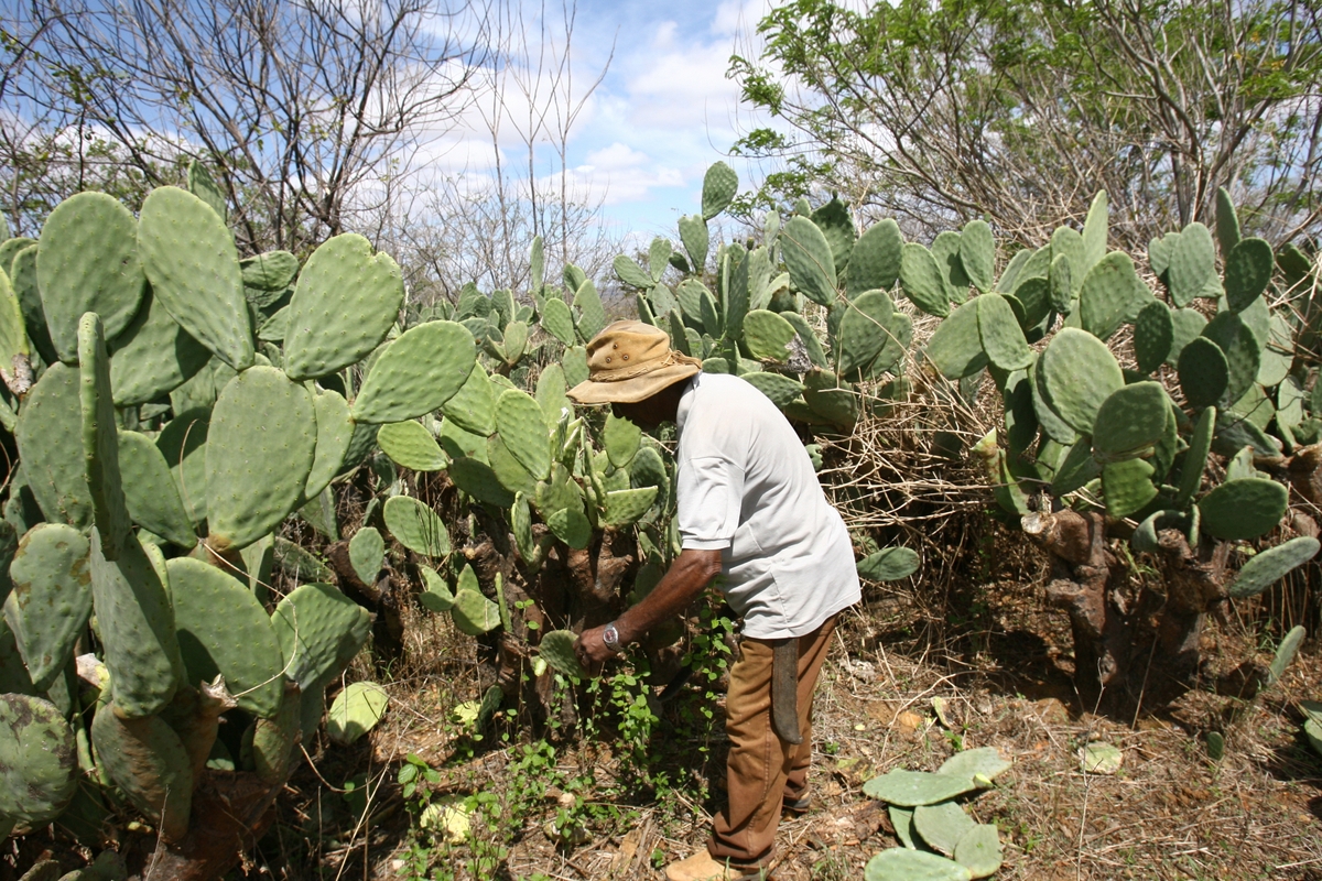 cultivo de palma forrageira