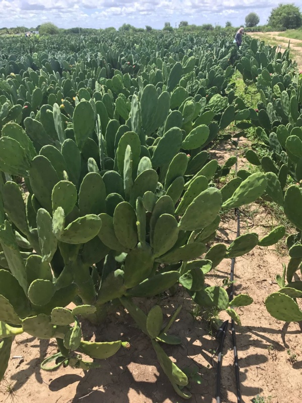 como plantar palma forrageira