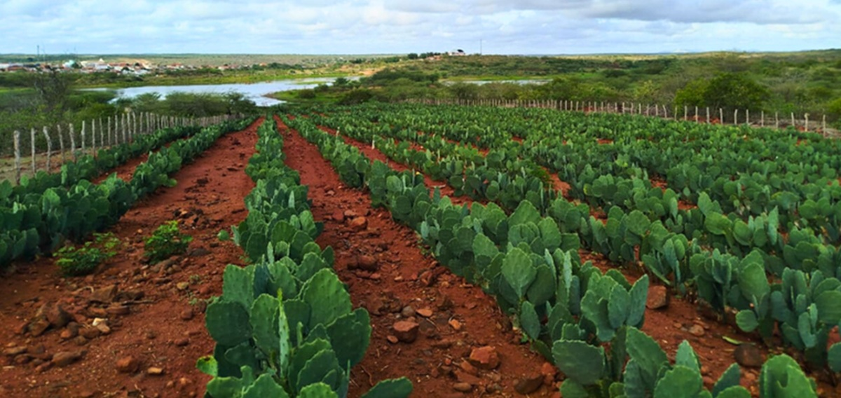 cultivo de palma no semiárido