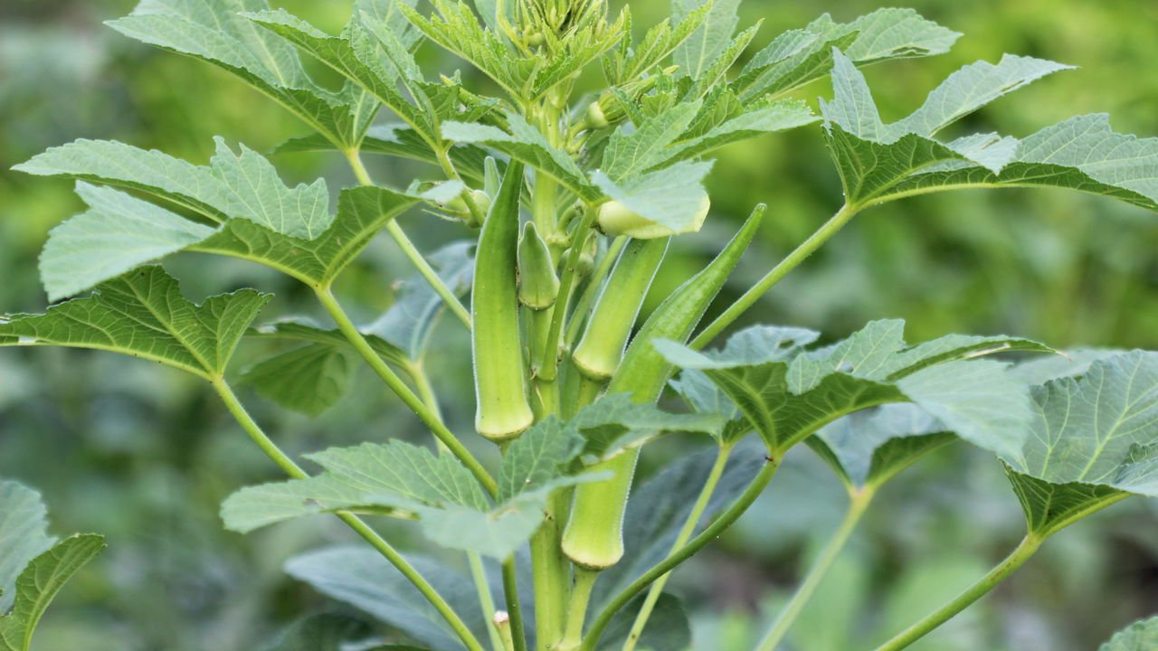 como plantar quiabo em casa