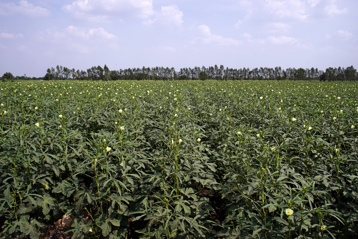 adubação para quiabo