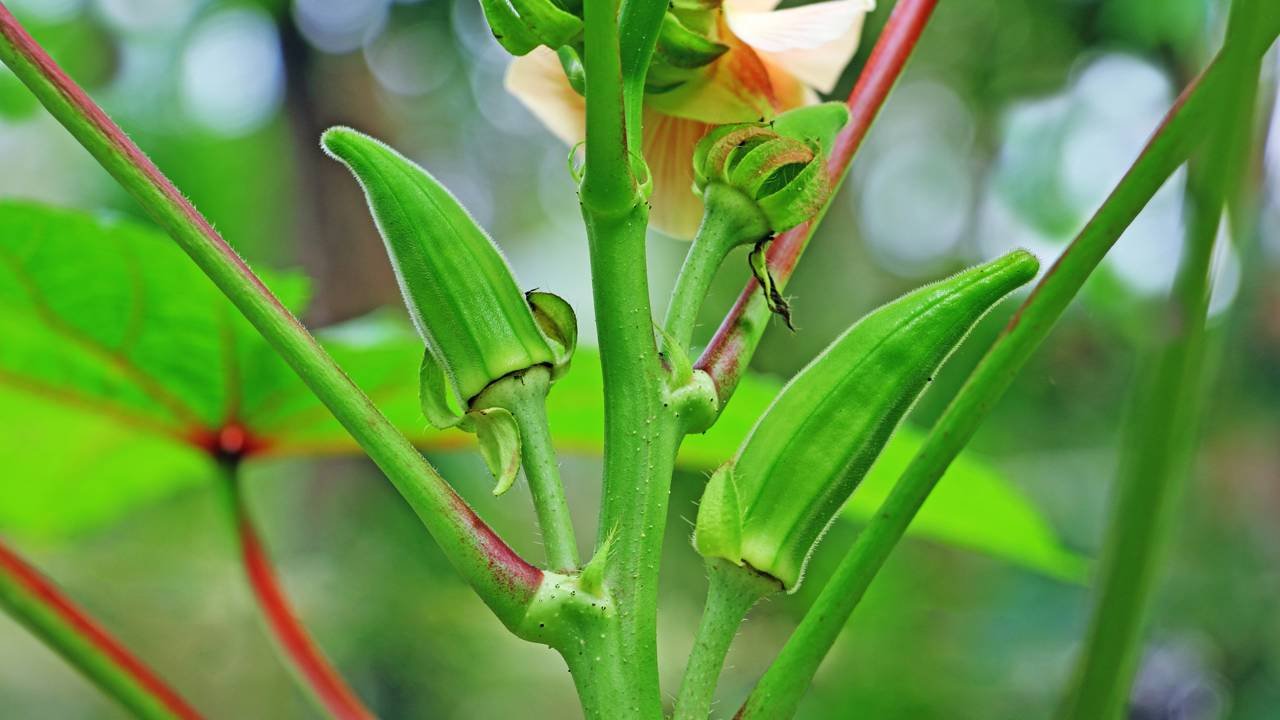 controle de pragas do quiabo