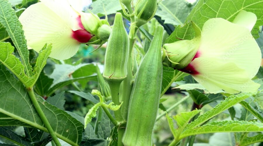 adubação para quiabo