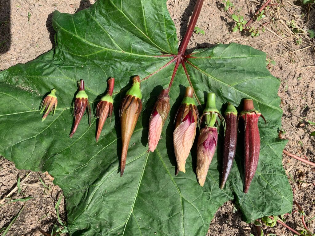 adubação para quiabo