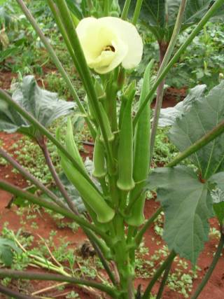 como plantar quiabo em casa