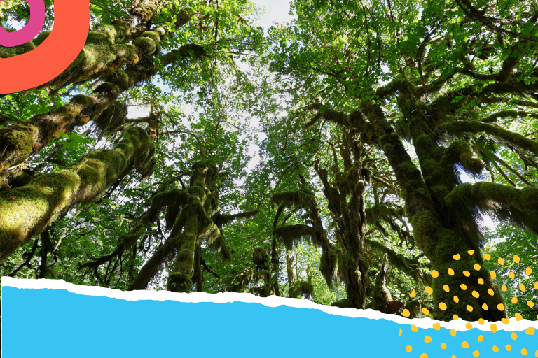 A Importância dos Rios Voadores para o Clima Brasileiro