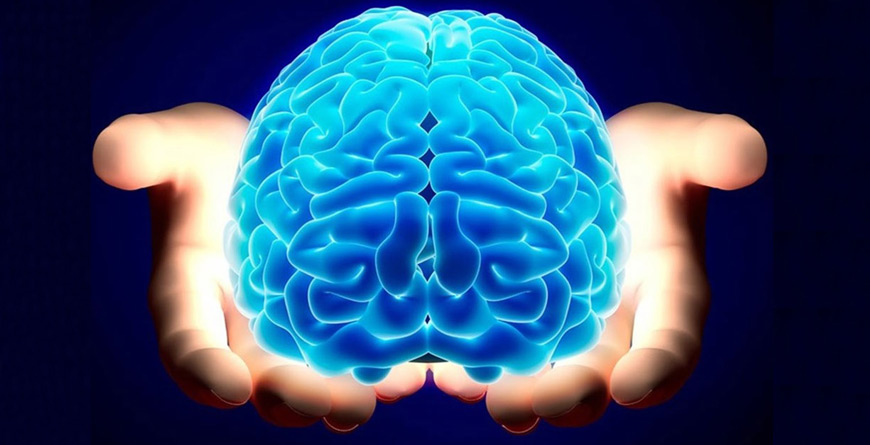 curiosidades sobre o cérebro humano