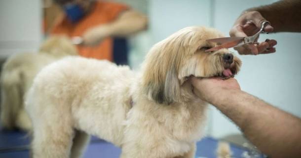 onde fazer curso de banho e tosa grátis